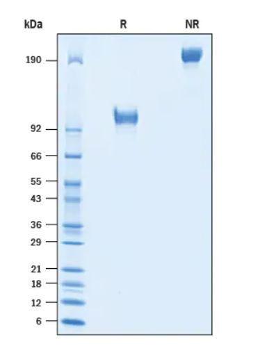 2 μg/lane Protein  was resolved with SDS-PAGE under reducing (R) and non-reducing (NR) conditions and visualized by Coomassie® Blue staining.
